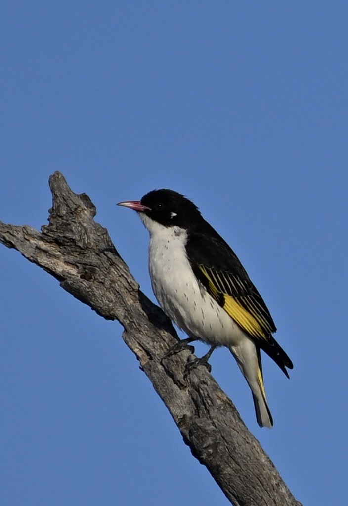 Painted Honeyeater - ML624183684