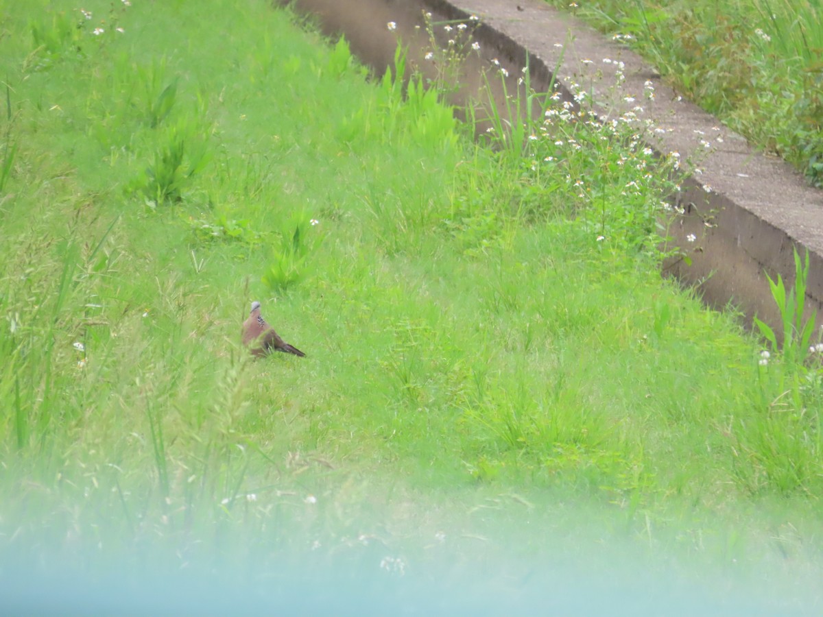 Spotted Dove - ML624183748