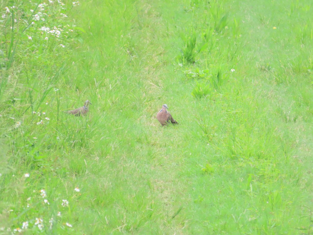 Spotted Dove - ML624183754