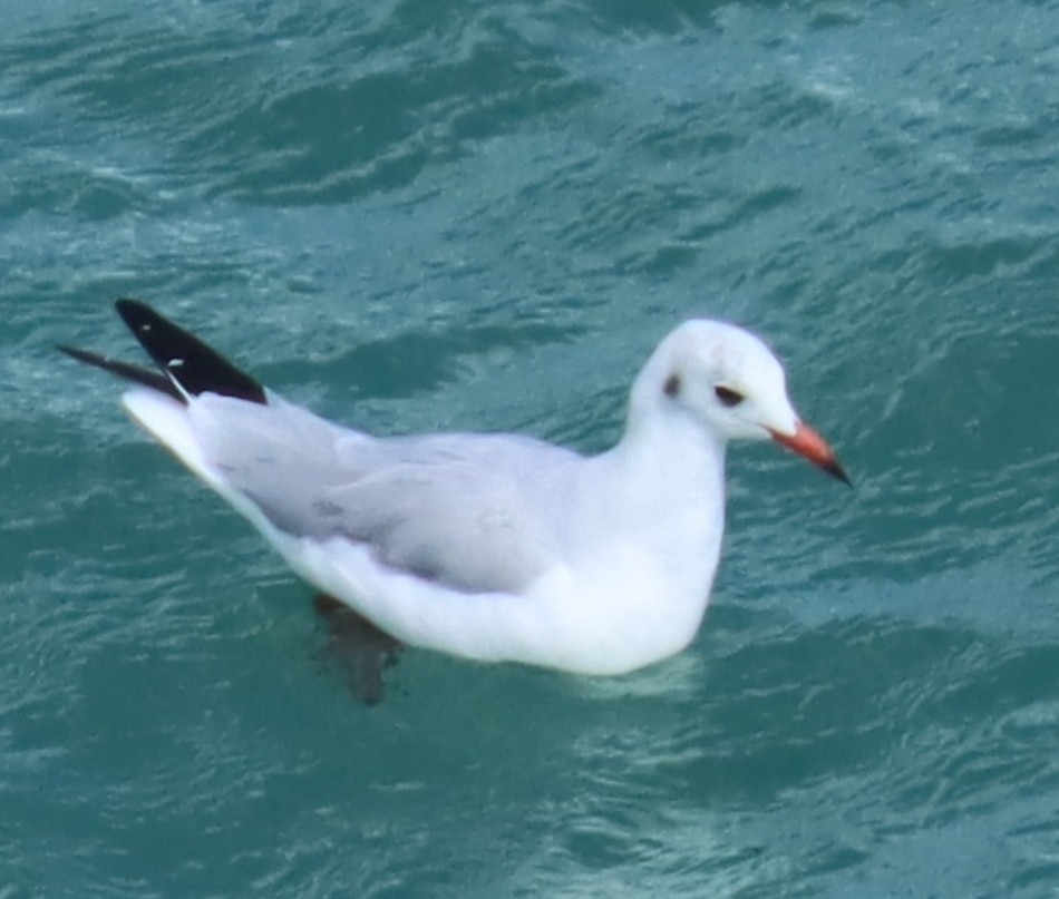 Mouette rieuse - ML624183770