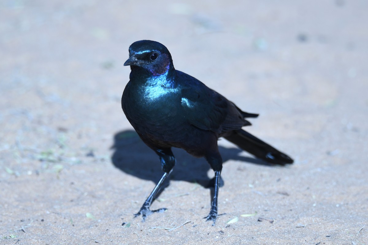 Burchell's Starling - Philipp Straub