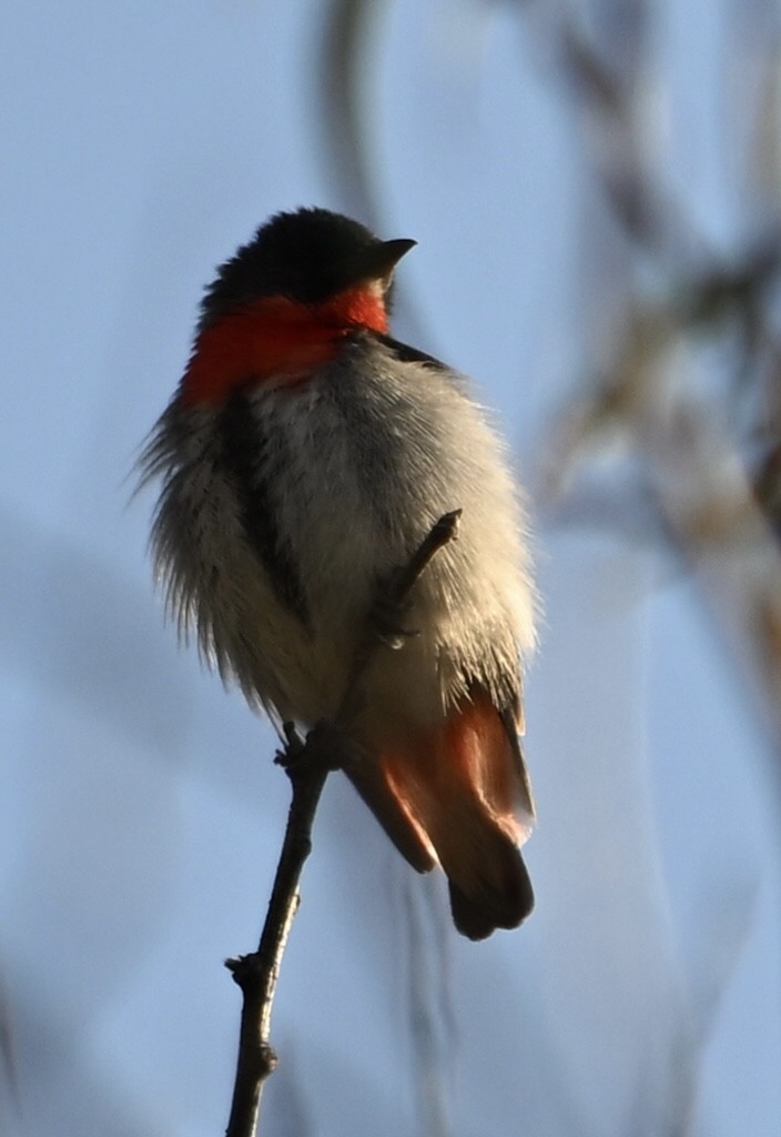 Mistletoebird - ML624183811