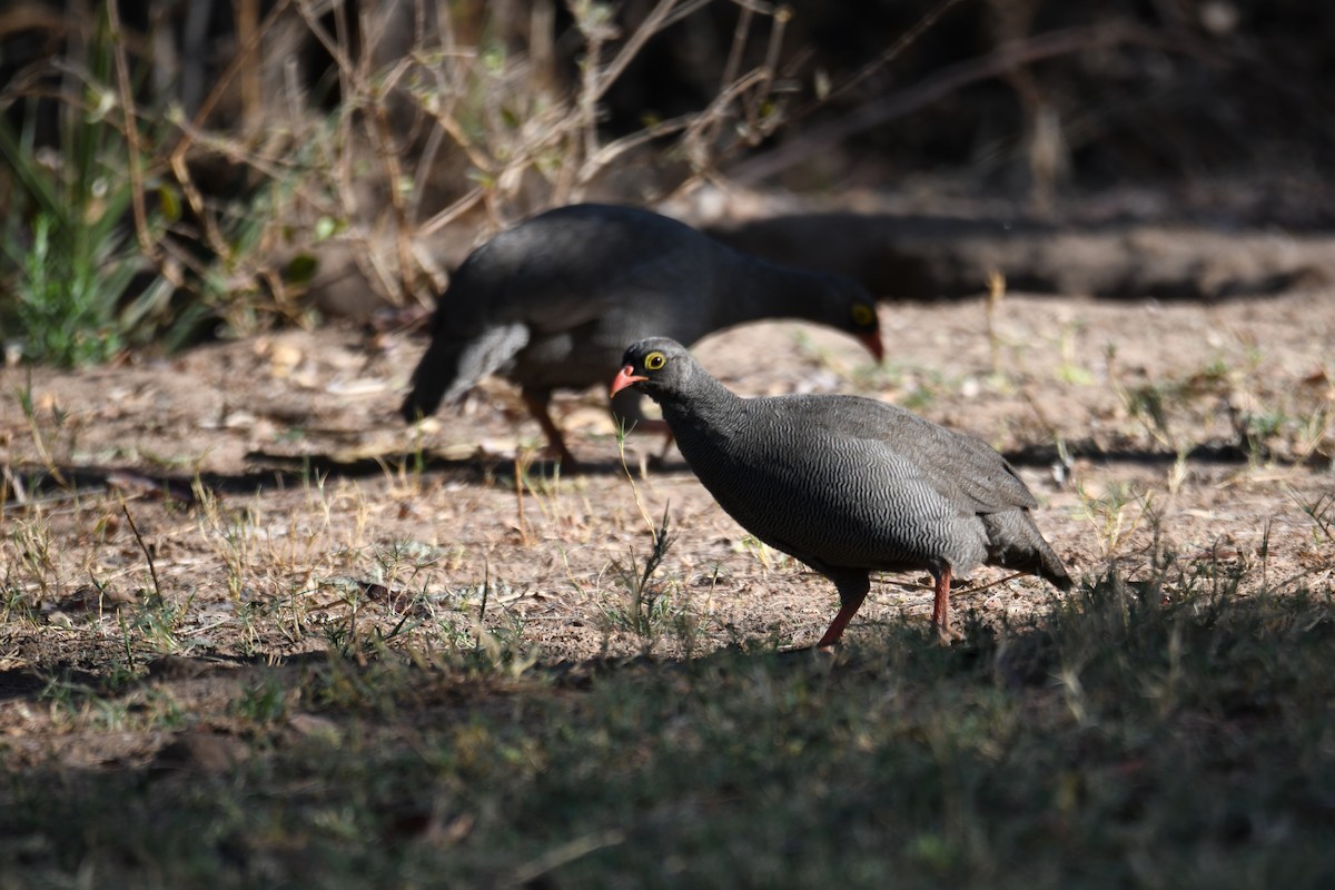 Red-billed Spurfowl - ML624183845