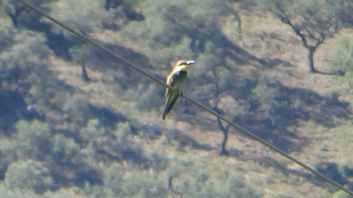 European Bee-eater - ML624183852