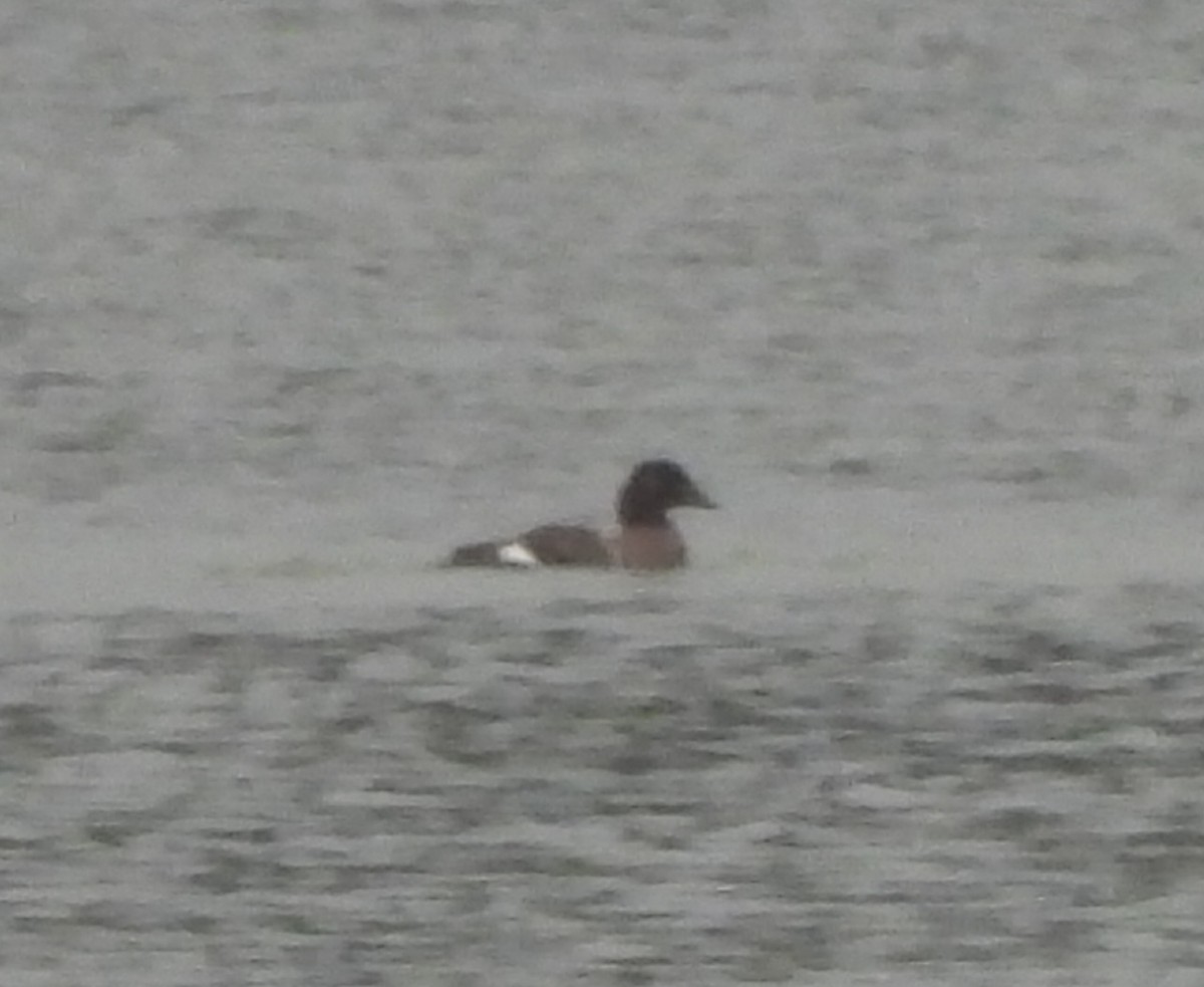 White-winged Scoter - ML624183875