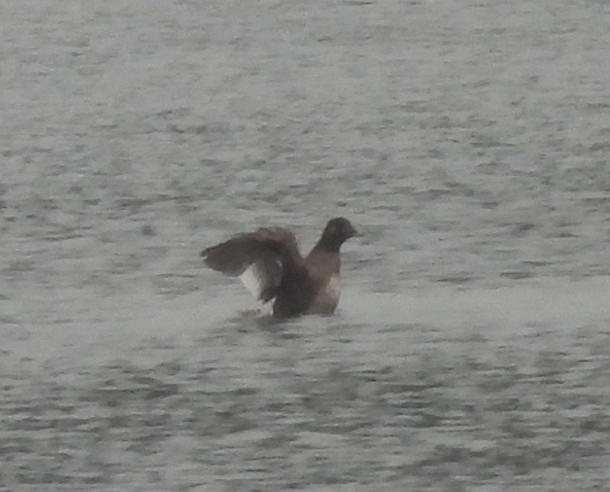 White-winged Scoter - ML624183876