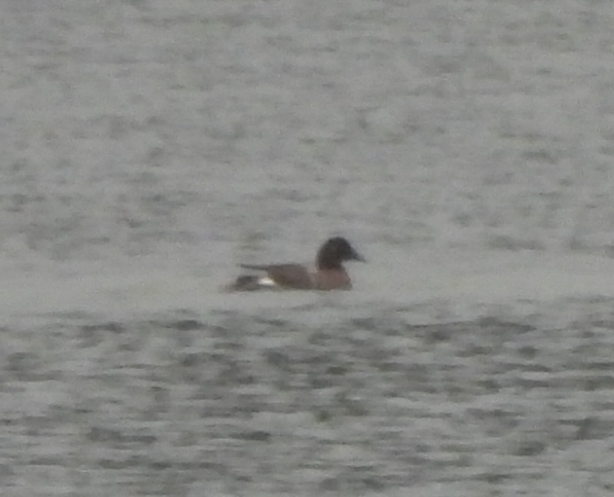 White-winged Scoter - Birding Spouses