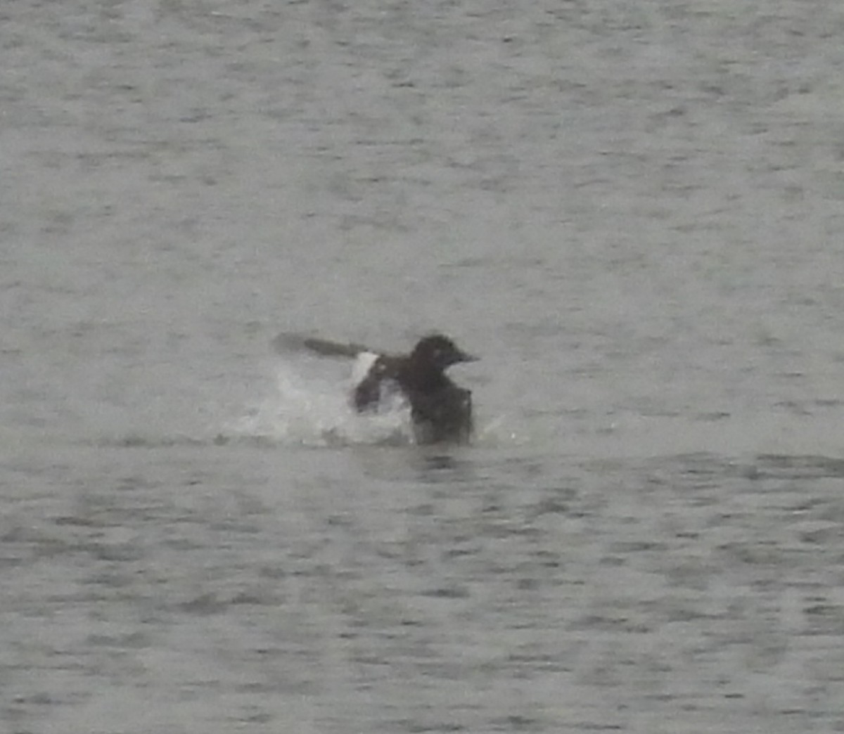 White-winged Scoter - ML624183878