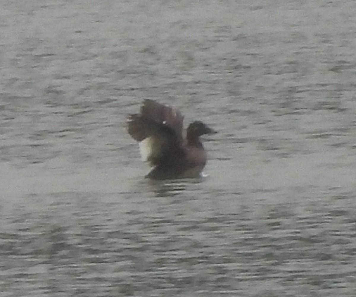 White-winged Scoter - ML624183879