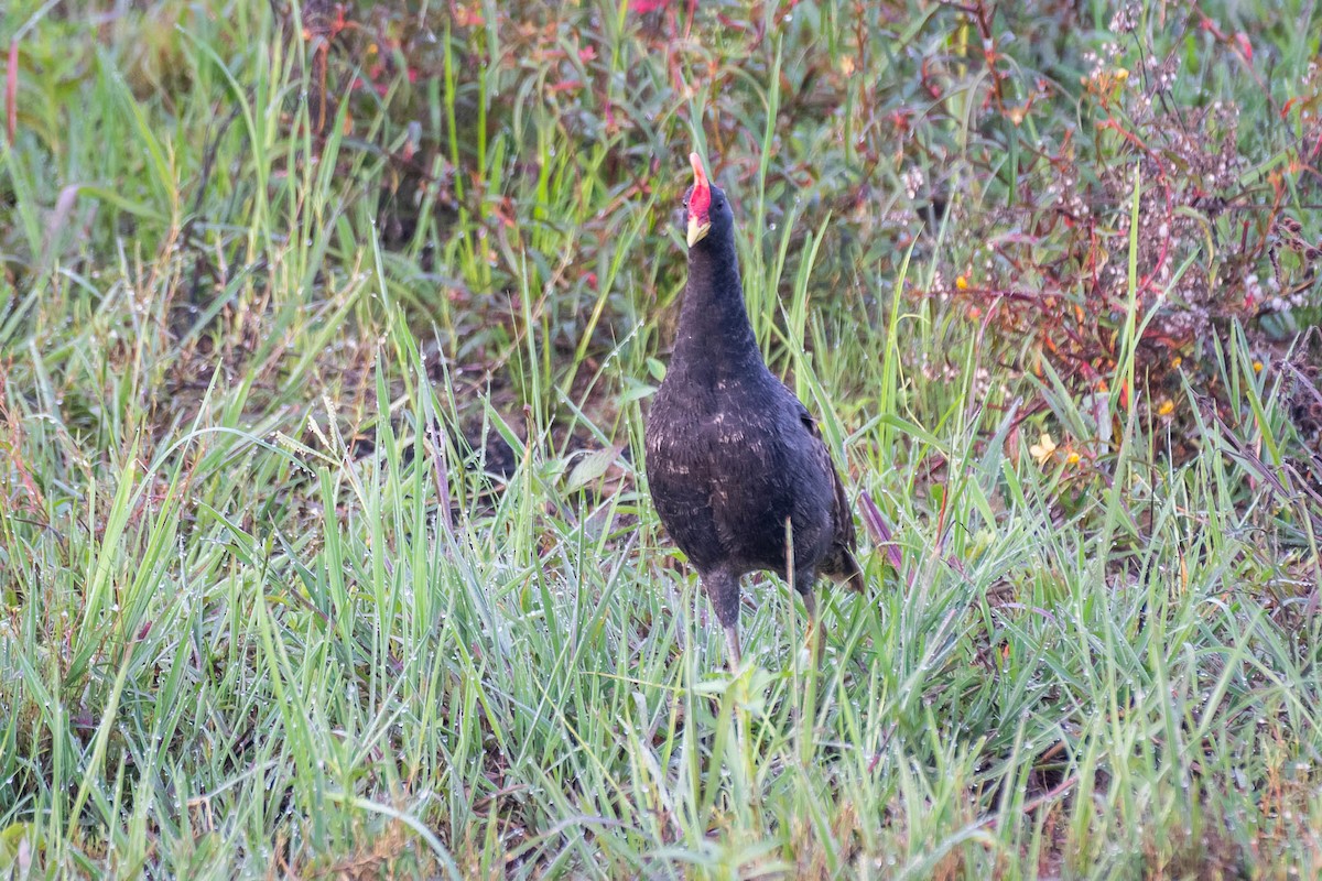 Watercock - Ferdinand Binuya