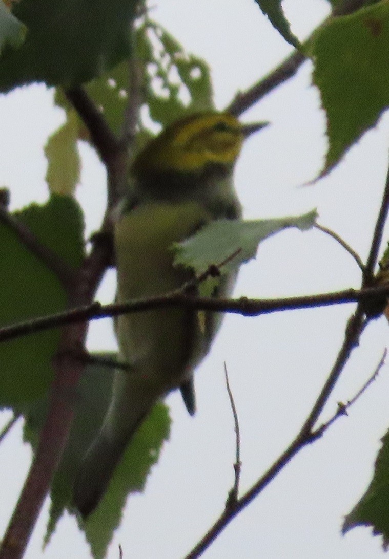 Black-throated Green Warbler - ML624183915