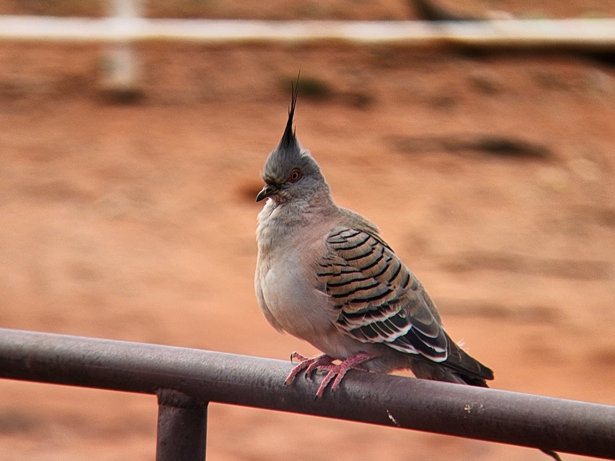 Crested Pigeon - ML624183936