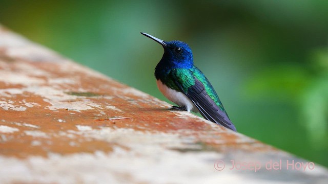 White-necked Jacobin - ML624183947