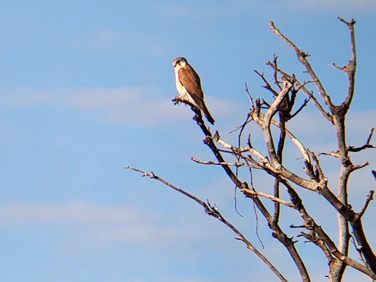 Nankeen Kestrel - ML624183976