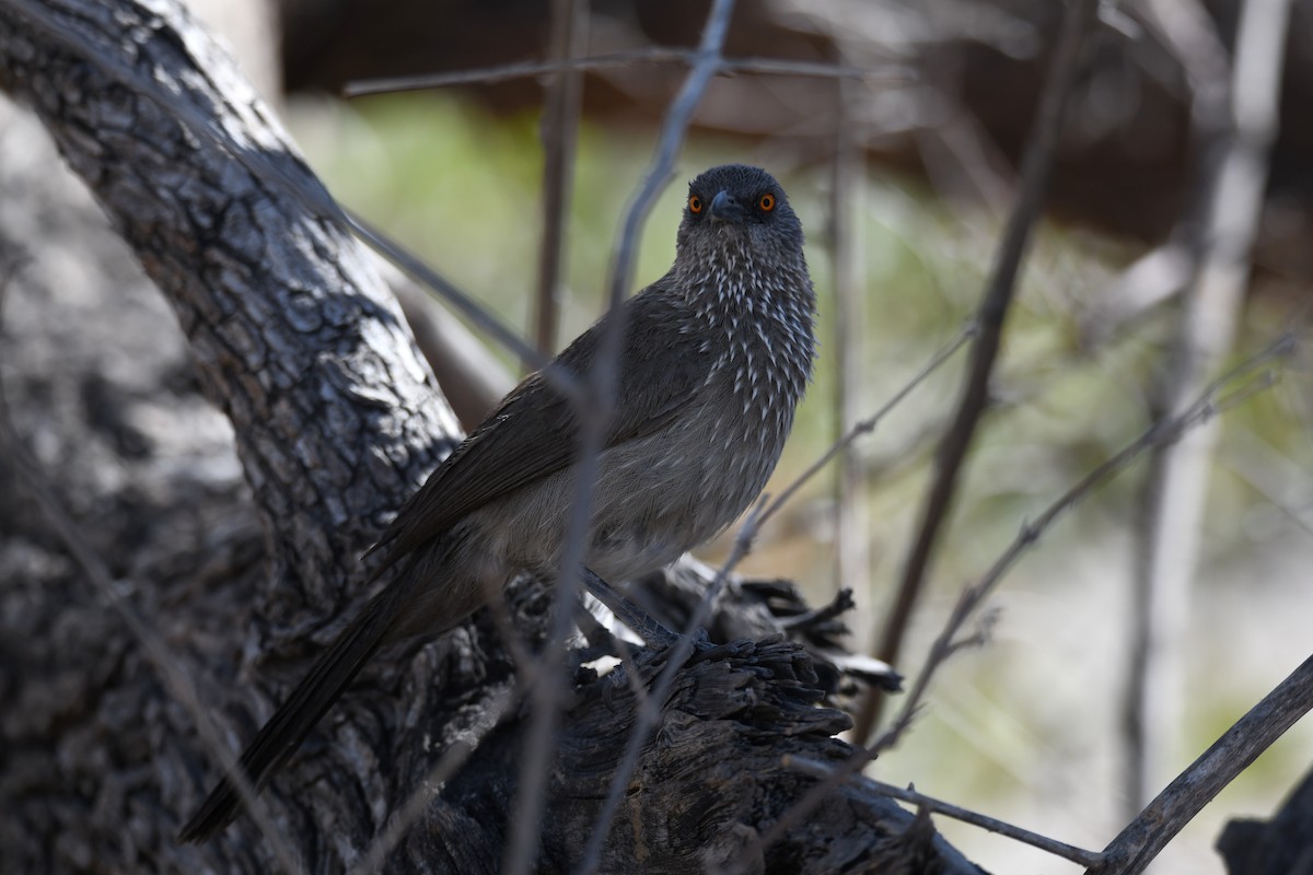 Arrow-marked Babbler - ML624183993