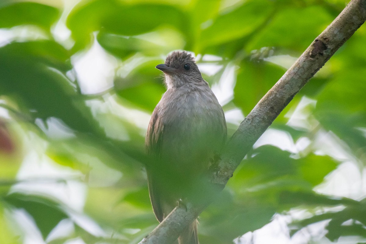 Bulbul à front cendré - ML624184032