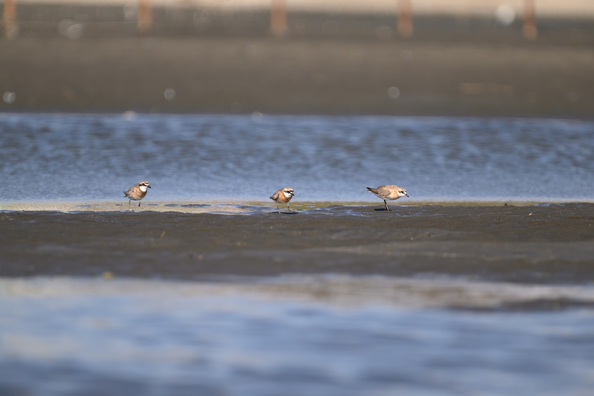 Siberian Sand-Plover - ML624184045