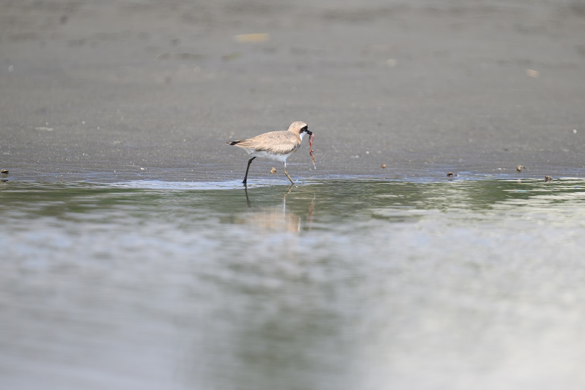 Siberian Sand-Plover - ML624184046