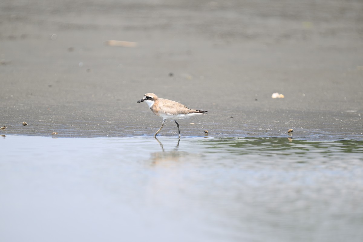 Siberian Sand-Plover - ML624184047