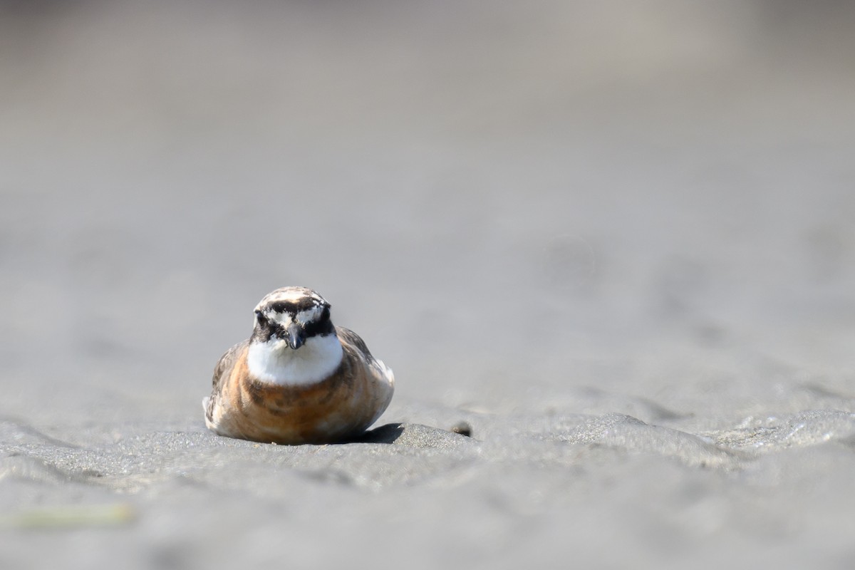 Siberian Sand-Plover - ML624184063