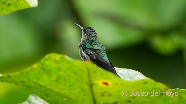 White-necked Jacobin - ML624184065