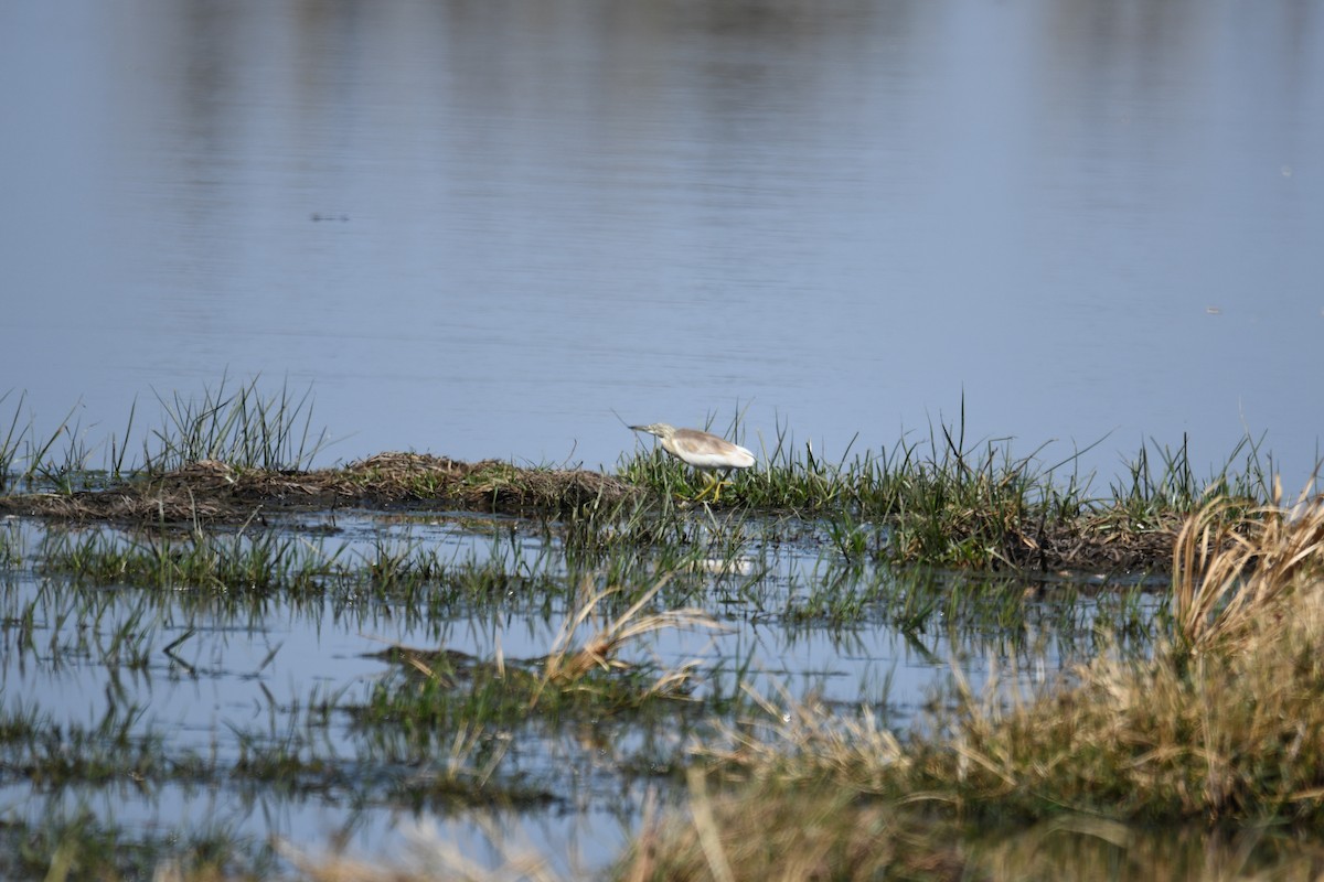 Squacco Heron - ML624184081