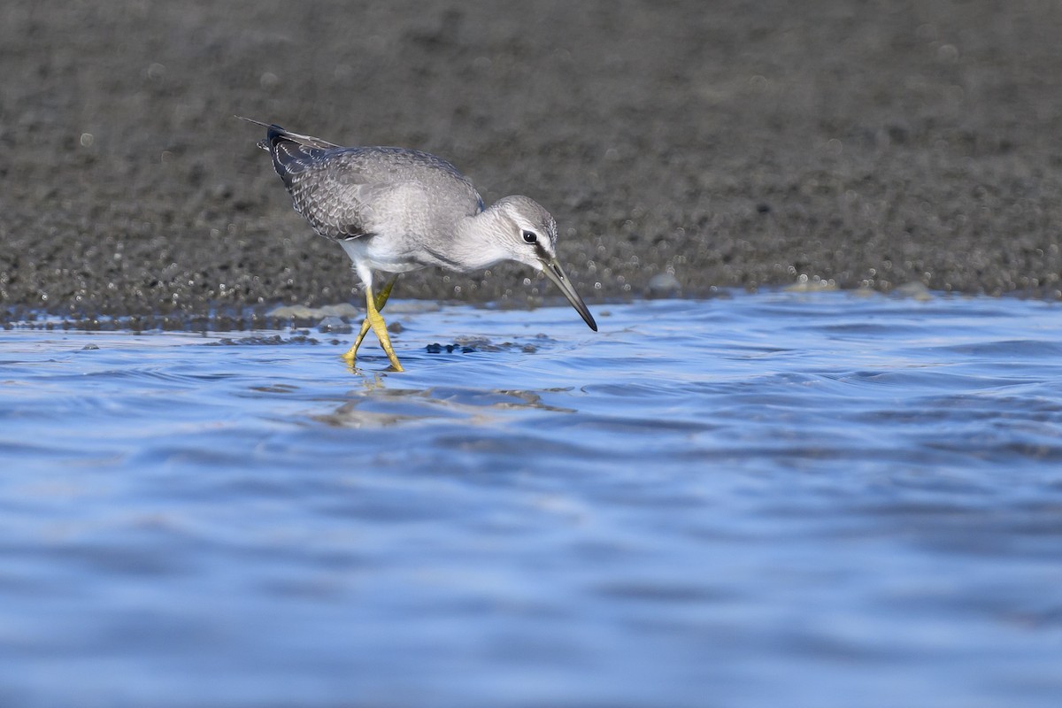 Gray-tailed Tattler - ML624184101