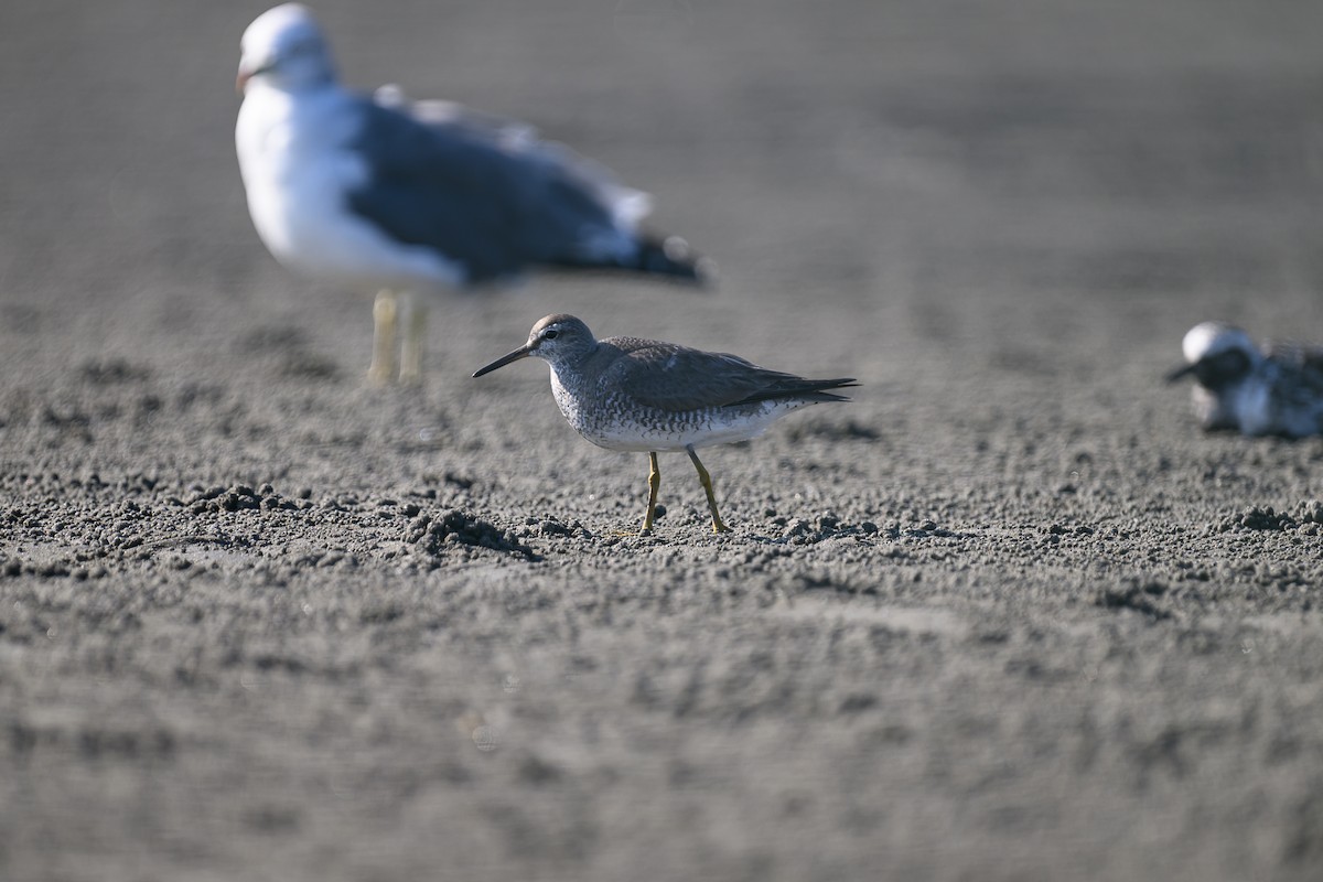 Gray-tailed Tattler - ML624184102