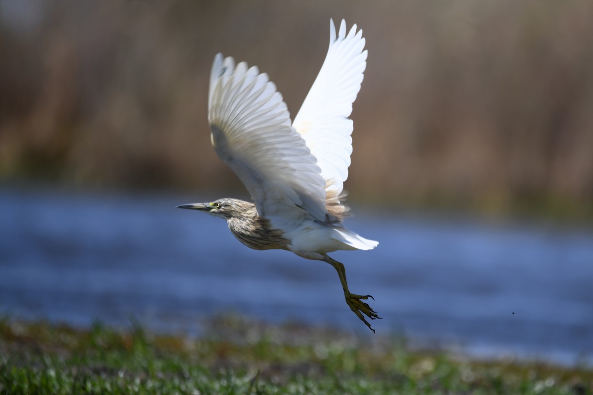 Squacco Heron - ML624184108