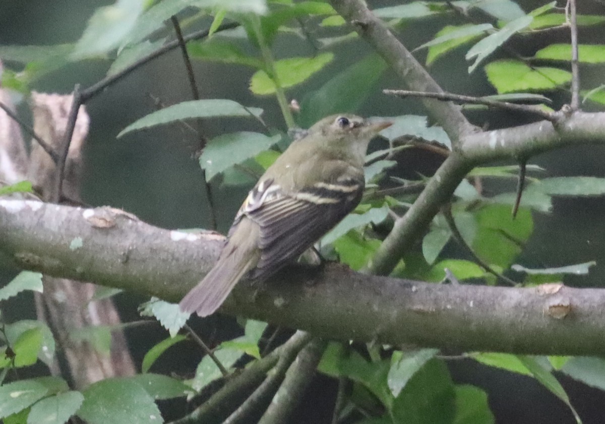 Acadian Flycatcher - ML624184142