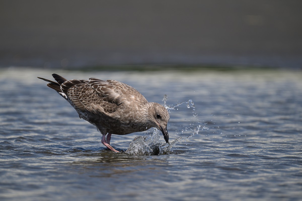 Slaty-backed Gull - Bo Zhi