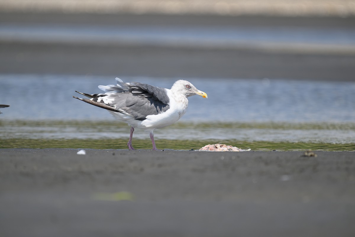 Slaty-backed Gull - ML624184154