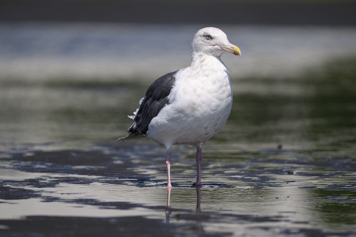 Slaty-backed Gull - Bo Zhi