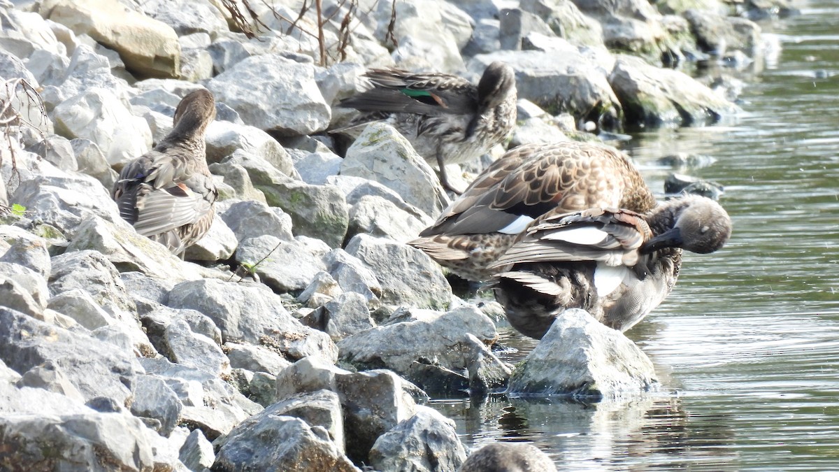 Green-winged Teal - Johanne Boismenu