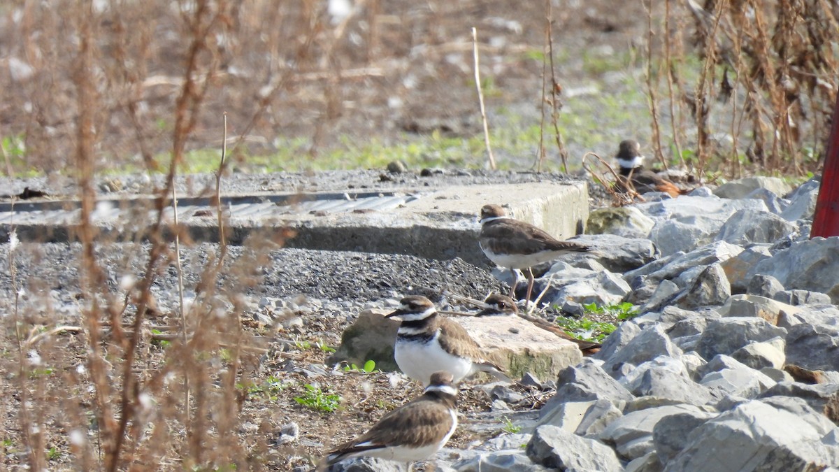 Killdeer - Johanne Boismenu