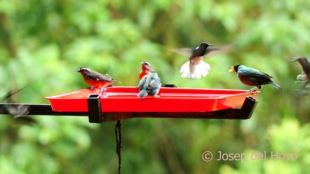 White-necked Jacobin - ML624184211