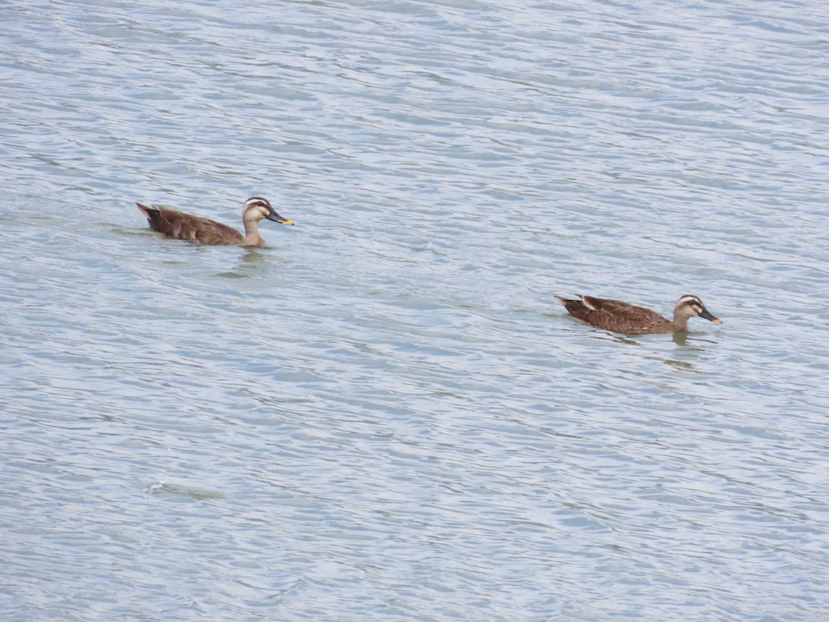 Eastern Spot-billed Duck - ML624184214