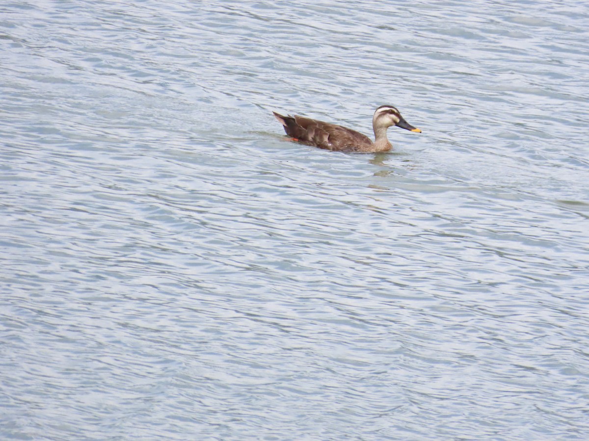 Eastern Spot-billed Duck - ML624184215