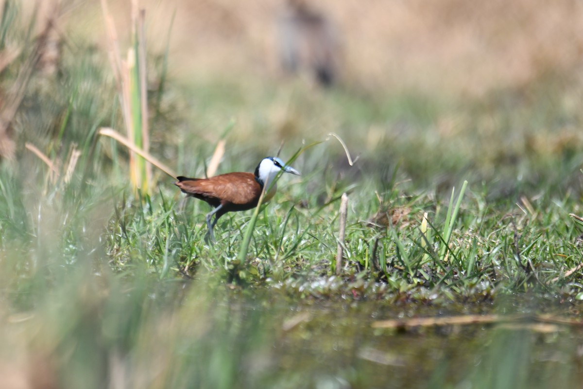 African Jacana - ML624184221