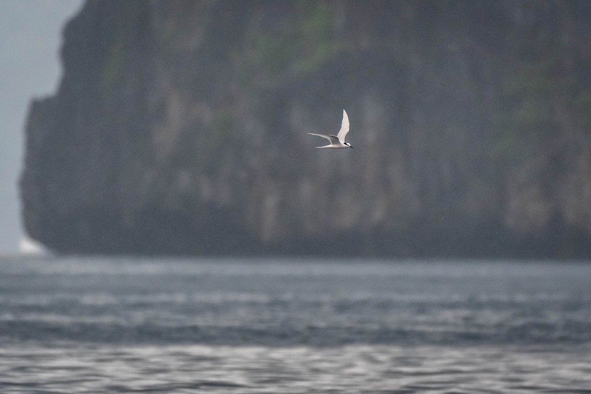 Black-naped Tern - ML624184232