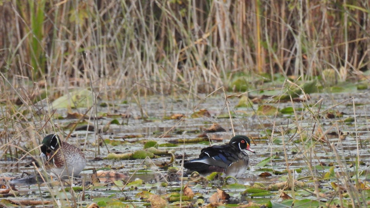 Wood Duck - ML624184254