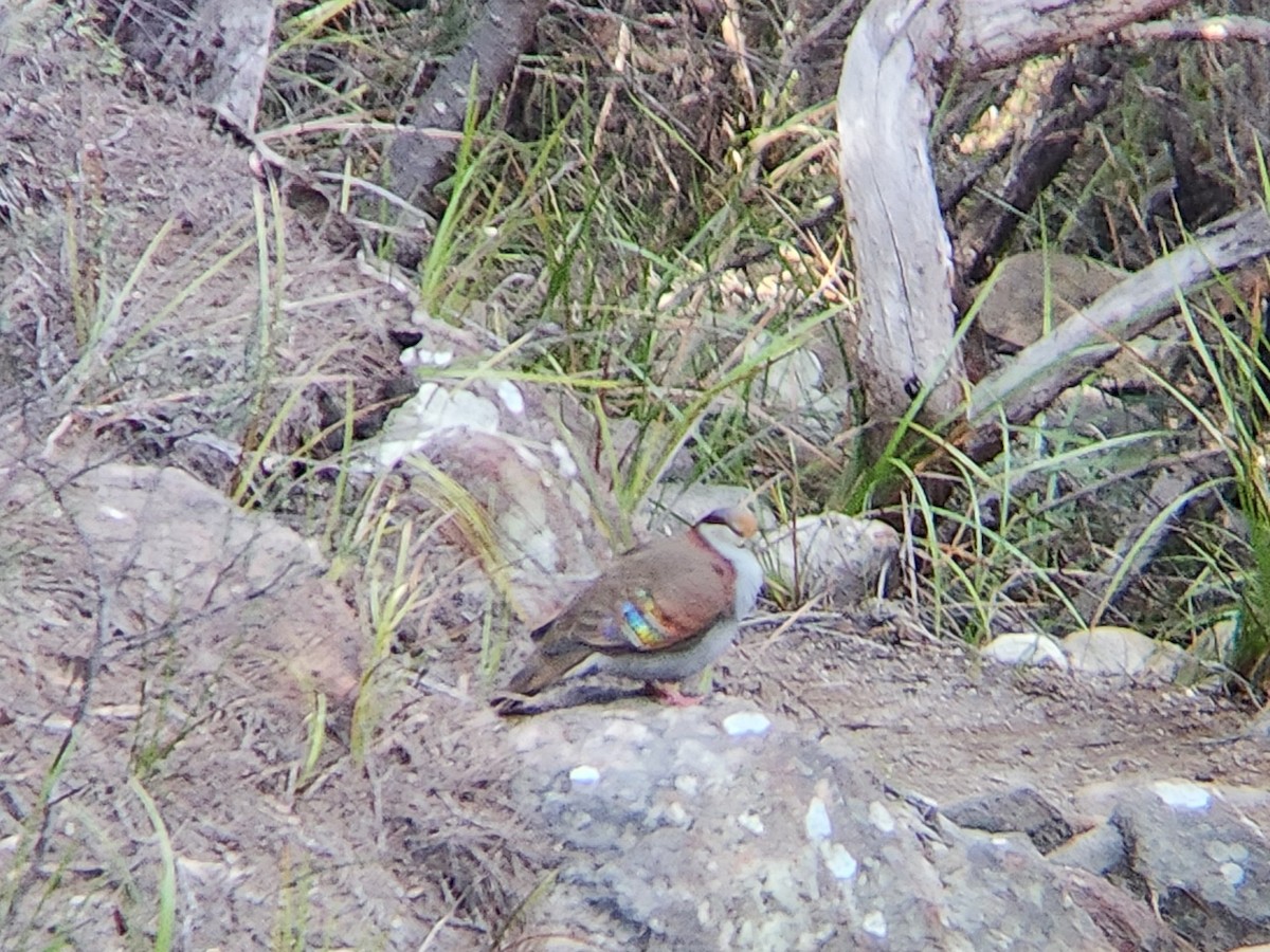 Brush Bronzewing - ML624184261