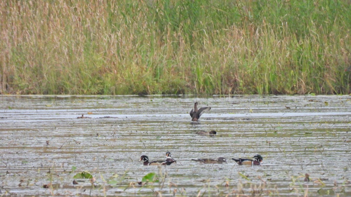 Ring-necked Duck - ML624184263