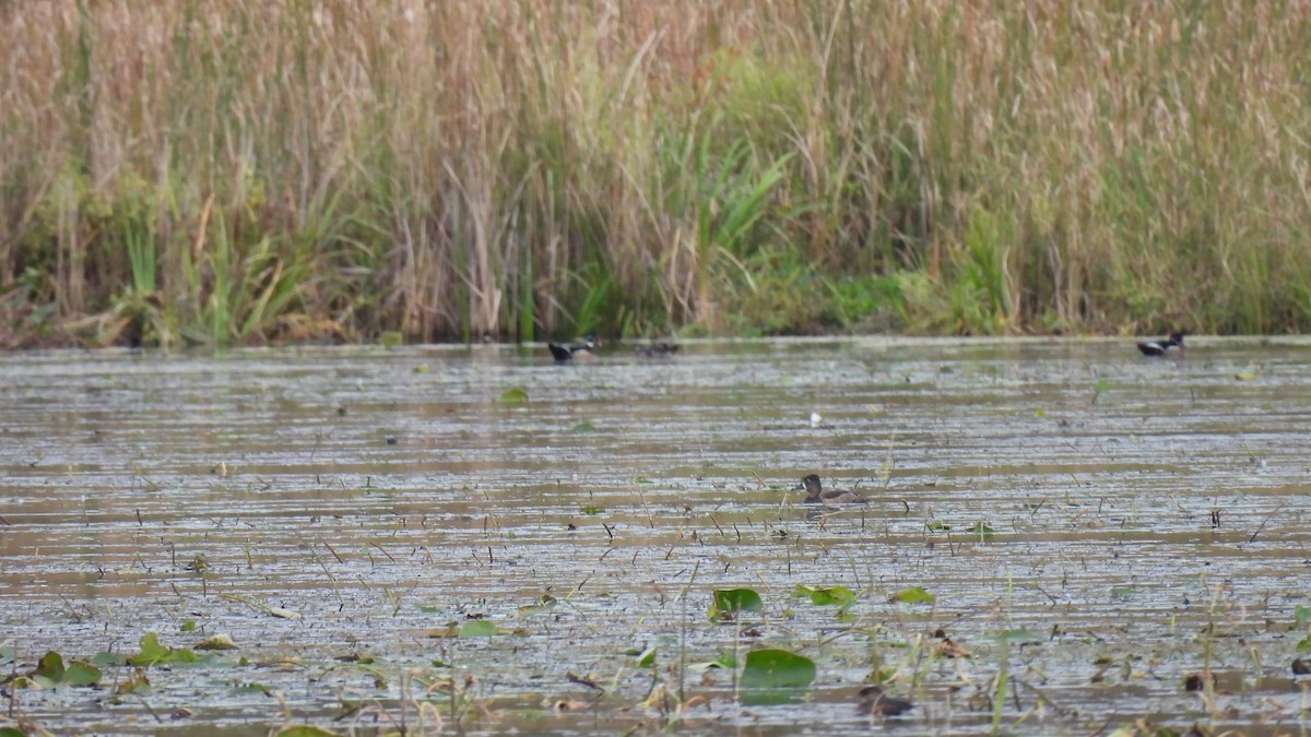 Ring-necked Duck - ML624184270