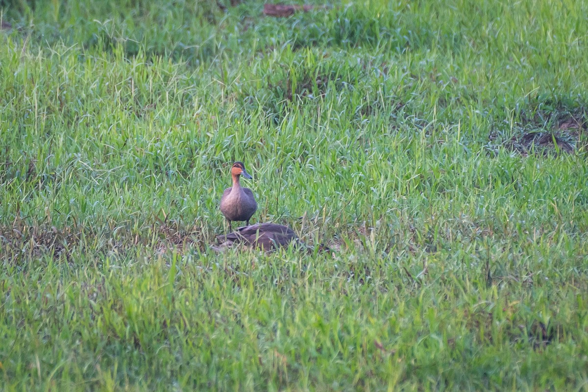 Canard des Philippines - ML624184272