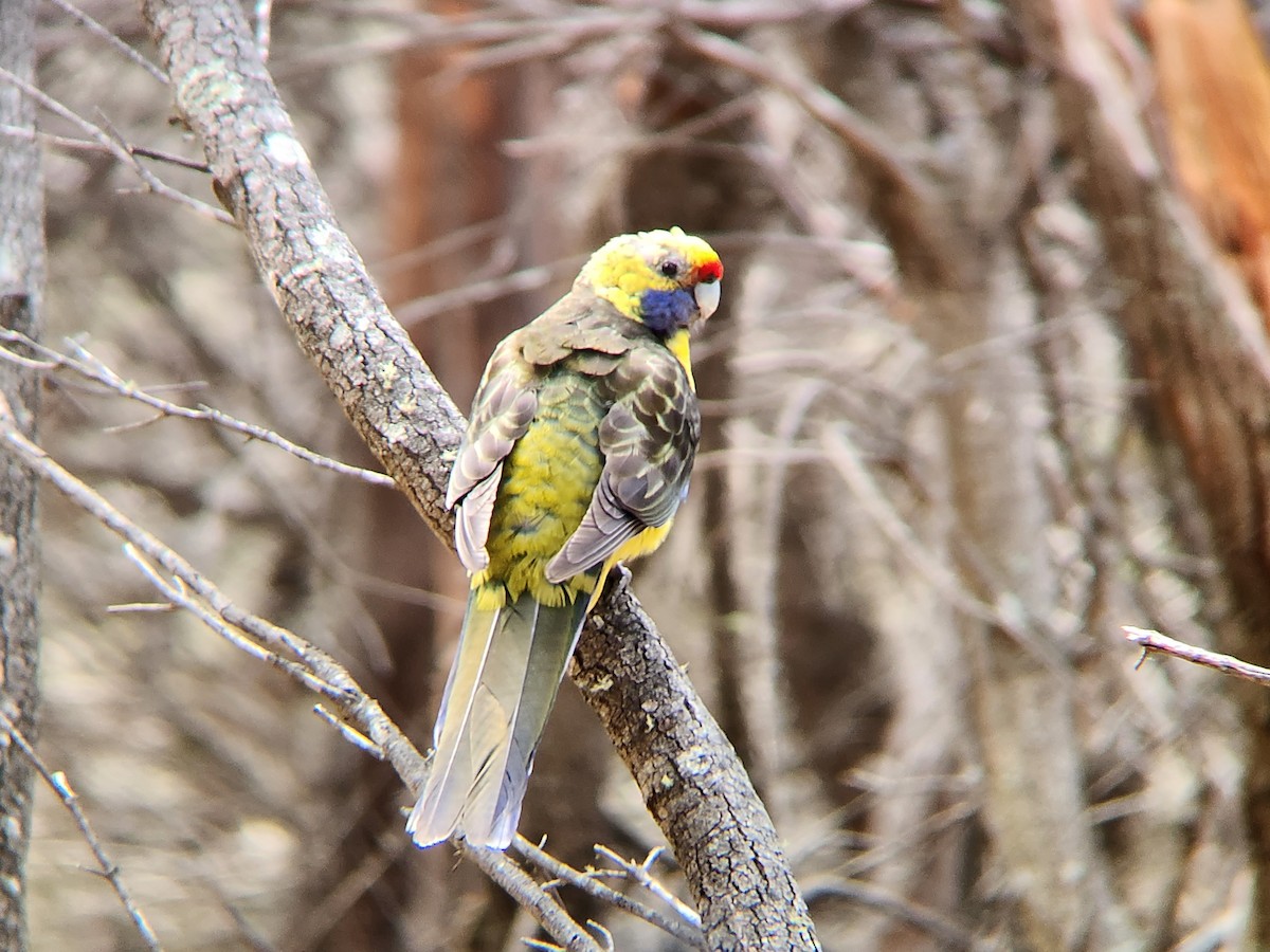 Green Rosella - ML624184288