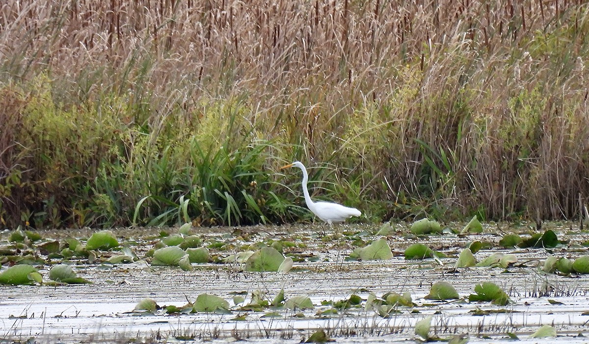 Great Egret - ML624184290