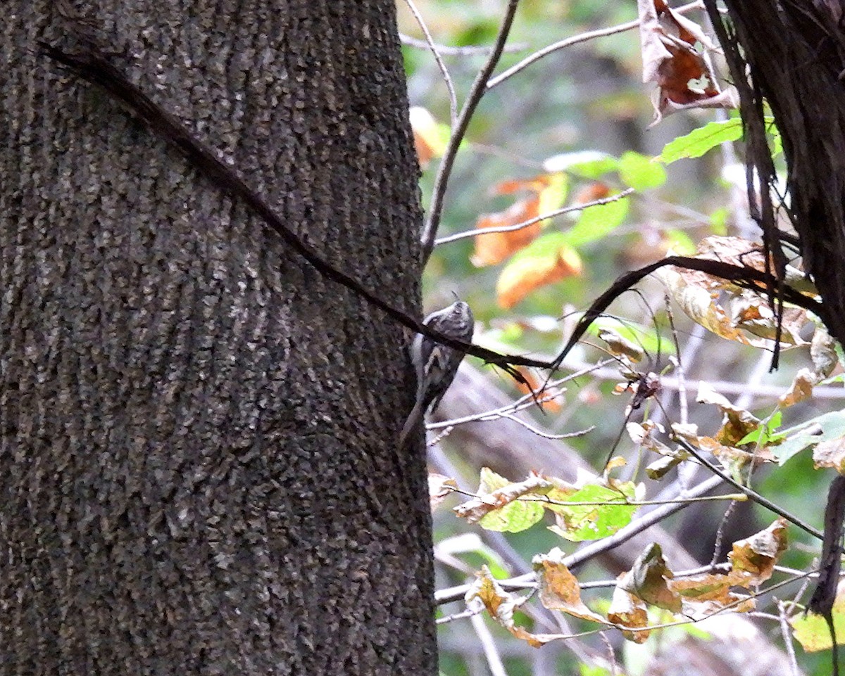 Brown Creeper - ML624184292