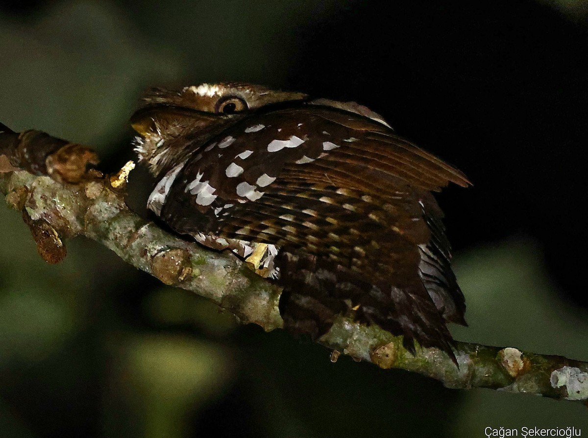 Solomons Frogmouth - ML624184294