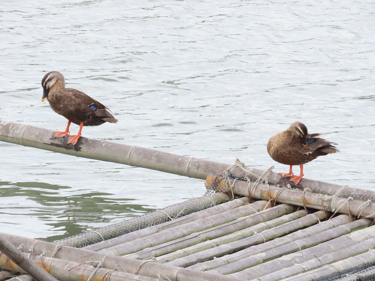 Eastern Spot-billed Duck - ML624184295